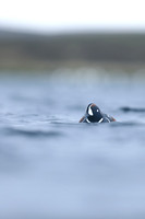 Harlequin Duck, River Lava, June 2019