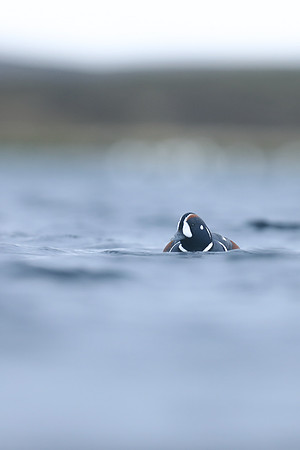 Harlequin Duck, River Lava, June 2019