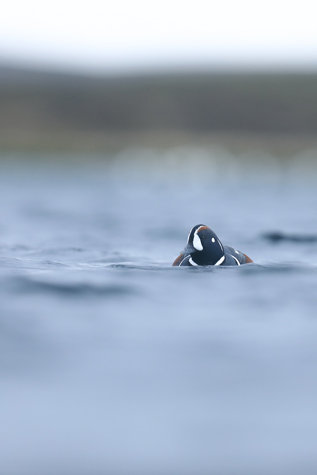 Harlequin Duck, River Lava, June 2019