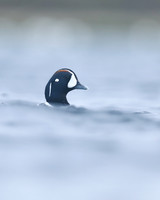 Harlequin Duck, River Lava, June 2019