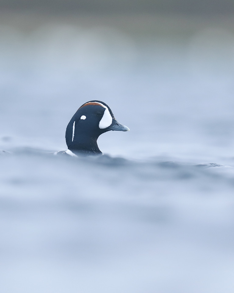 Harlequin Duck, River Lava, June 2019