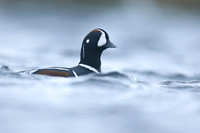 Harlequin Duck, River Lava, June 2019