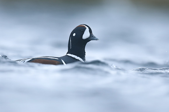 Harlequin Duck, River Lava, June 2019