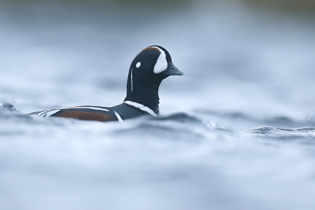Harlequin Duck, River Lava, June 2019