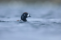 Harlequin Duck 9