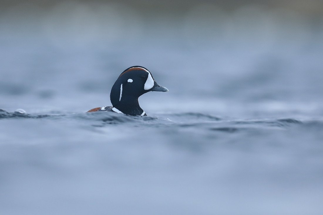 Harlequin Duck 9