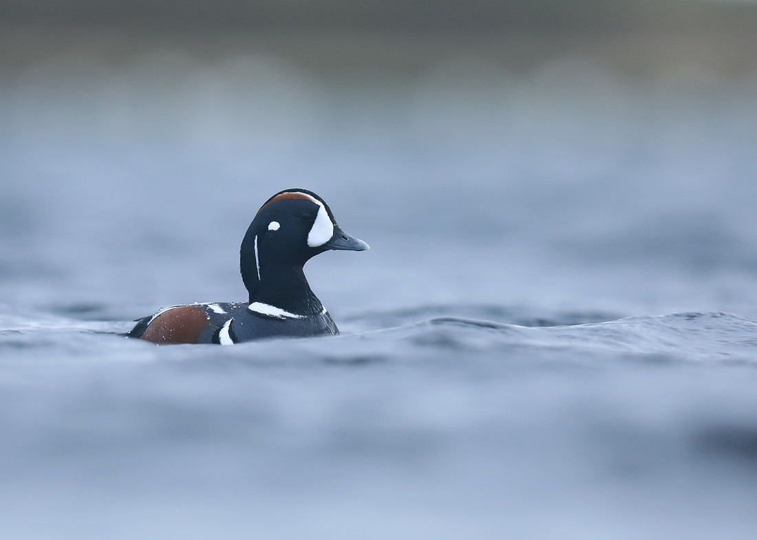 Harlequin Duck, River Lava, June 2019.