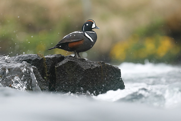 Harlequin Duck, River Lava, June 2019