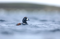 Harlequin Duck, River Lava, June 2019
