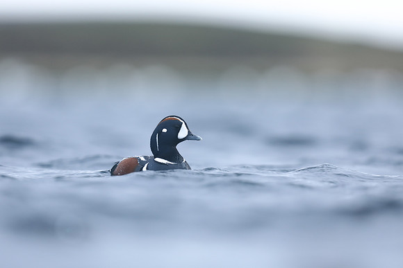 Harlequin Duck, River Lava, June 2019