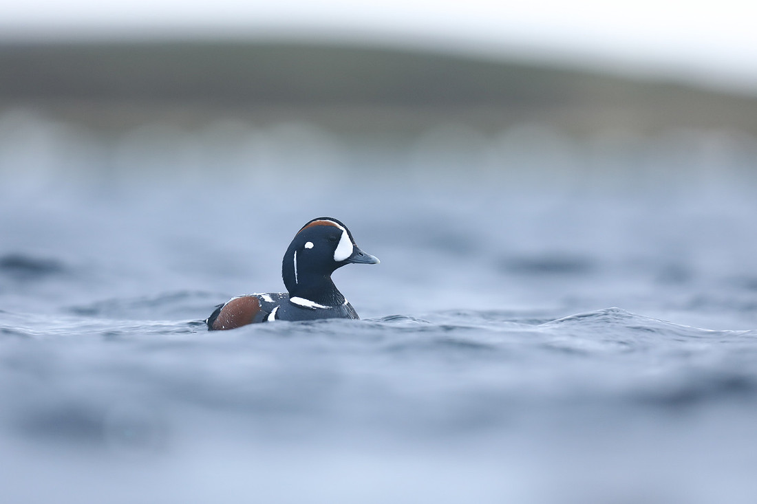 Harlequin Duck, River Lava, June 2019