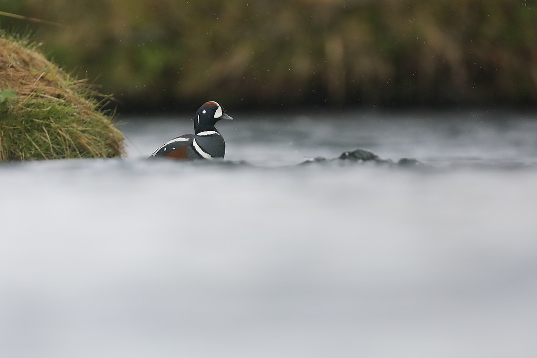 Harlequin Duck, River Lava, June 2019