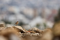 Wheatear, Paphos, Cyprus, April 2025