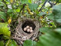 Blackcap, Tockington, April 2025