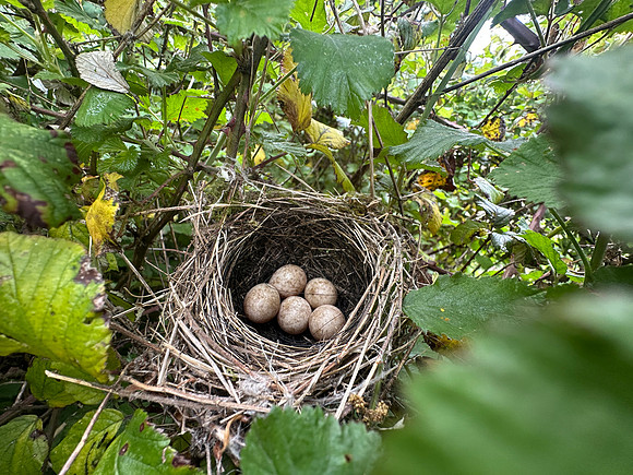 Blackcap, Tockington, April 2025