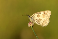 Marble White, Oldbury Power Station, June 2019
