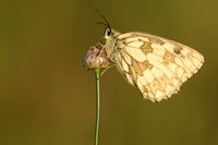 Marble White, Oldbury Power Station, June 2019
