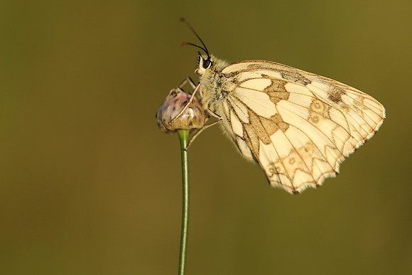 Marble White, Oldbury Power Station, June 2019