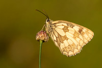 Marble White, Oldbury Power Station, June 2019