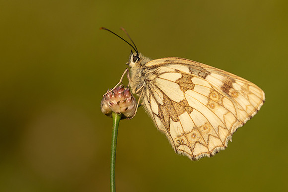 Marble White, Oldbury Power Station, June 2019