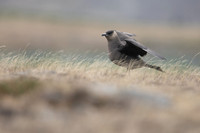 Arctic Skua, Olafsvik, Iceland, June 2019
