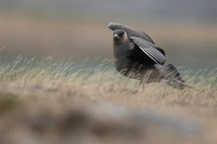 Arctic Skua, Olafsvik, Iceland, June 2019.