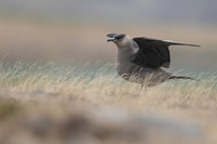 Arctic Skua