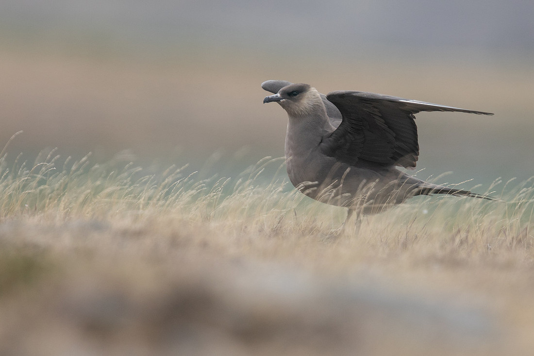 Arctic Skua, Olafsvik, Iceland, June 2019