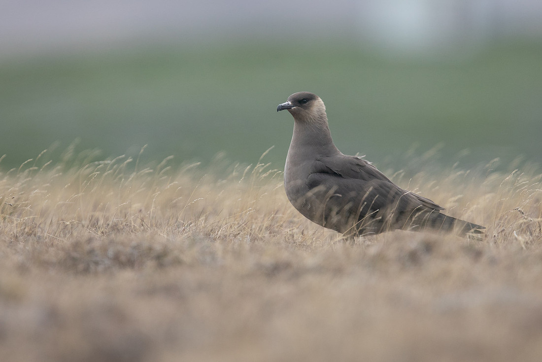Arctic Skua, Olafsvik, Iceland, June 2019