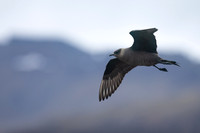Arctic Skua, Olafsvik, Iceland, June 2019