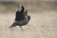Arctic Skua, Olafsvik, Iceland, June 2019