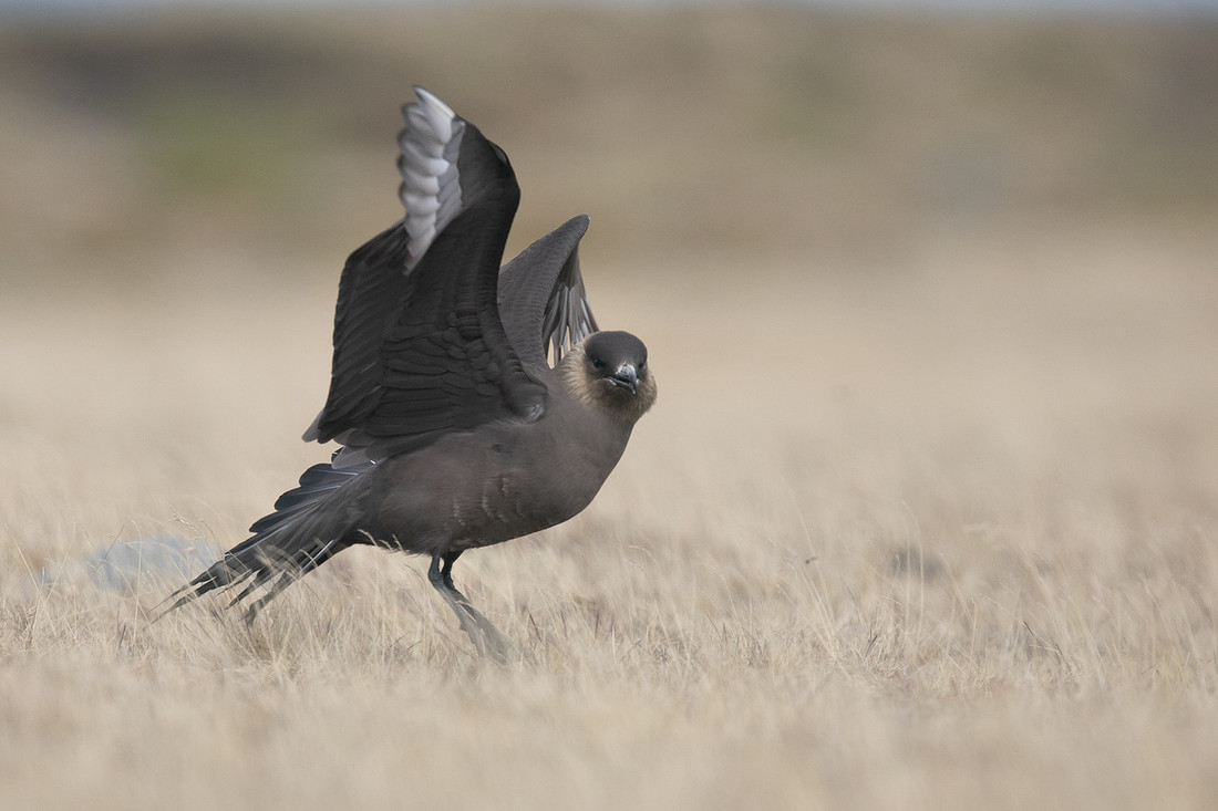 Arctic Skua, Olafsvik, Iceland, June 2019