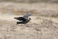 Arctic Skua, Olafsvik, Iceland, June 2019