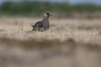 Arctic Skua, Olafsvik, Iceland, June 2019
