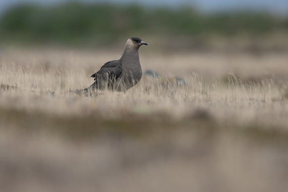 Arctic Skua, Olafsvik, Iceland, June 2019
