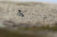 Arctic Skua on eggs, Olafsvik, Iceland, June 2019