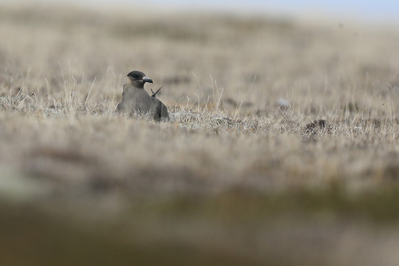 Arctic Skua on eggs, Olafsvik, Iceland, June 2019