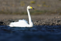 Whooper Swan