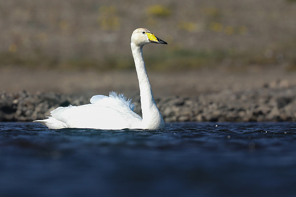Whooper Swan, Snafellsnes, Iceland, June 2019.