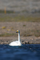 Whooper Swan, Snafellsnes, Iceland, June 2019