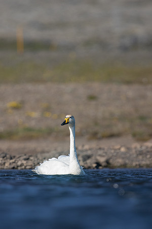 Whooper Swan, Snafellsnes, Iceland, June 2019