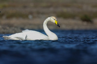 Whooper Swan, Snafellsnes, Iceland, June 2019