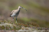 Whimbrel