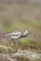 Whimbrel, Helenar, Iceland, June 2019