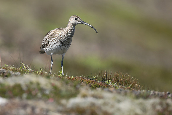 Whimbrel, Helenar, Iceland, June 2019