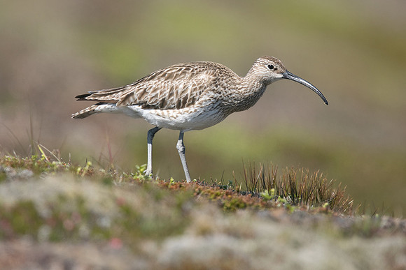 Whimbrel, Helenar, Iceland, June 2019