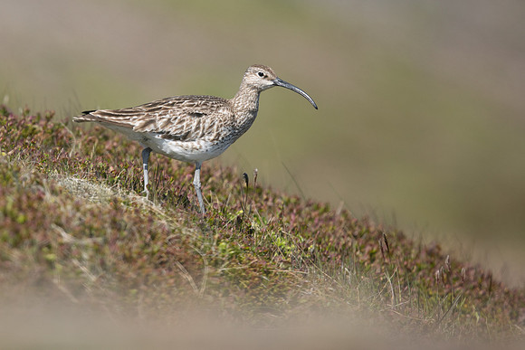 Whimbrel, Helenar, Iceland, June 2019