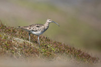 Whimbrel, Helenar, Iceland, June 2019