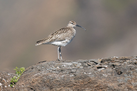 Whimbrel, Helenar, Iceland, June 2019