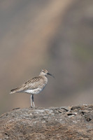 Whimbrel, Helenar, Iceland, June 2019